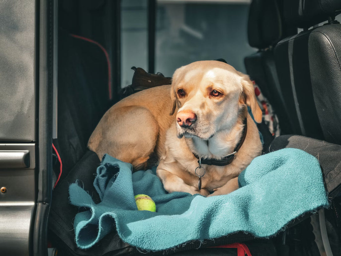 Traveling with Pets Made Easy