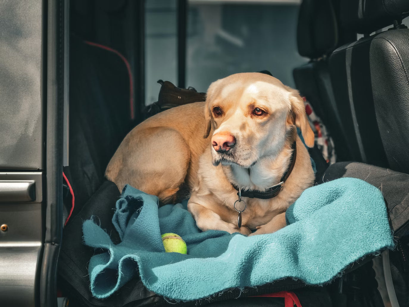 Traveling with Pets Made Easy