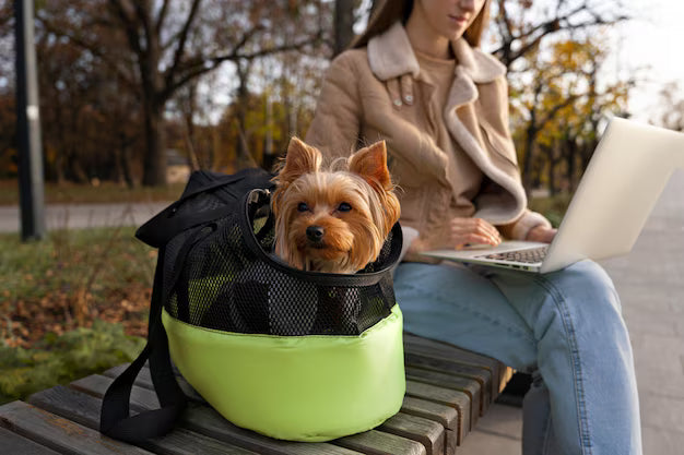 Must-Have Pet Travel Essentials in 2026