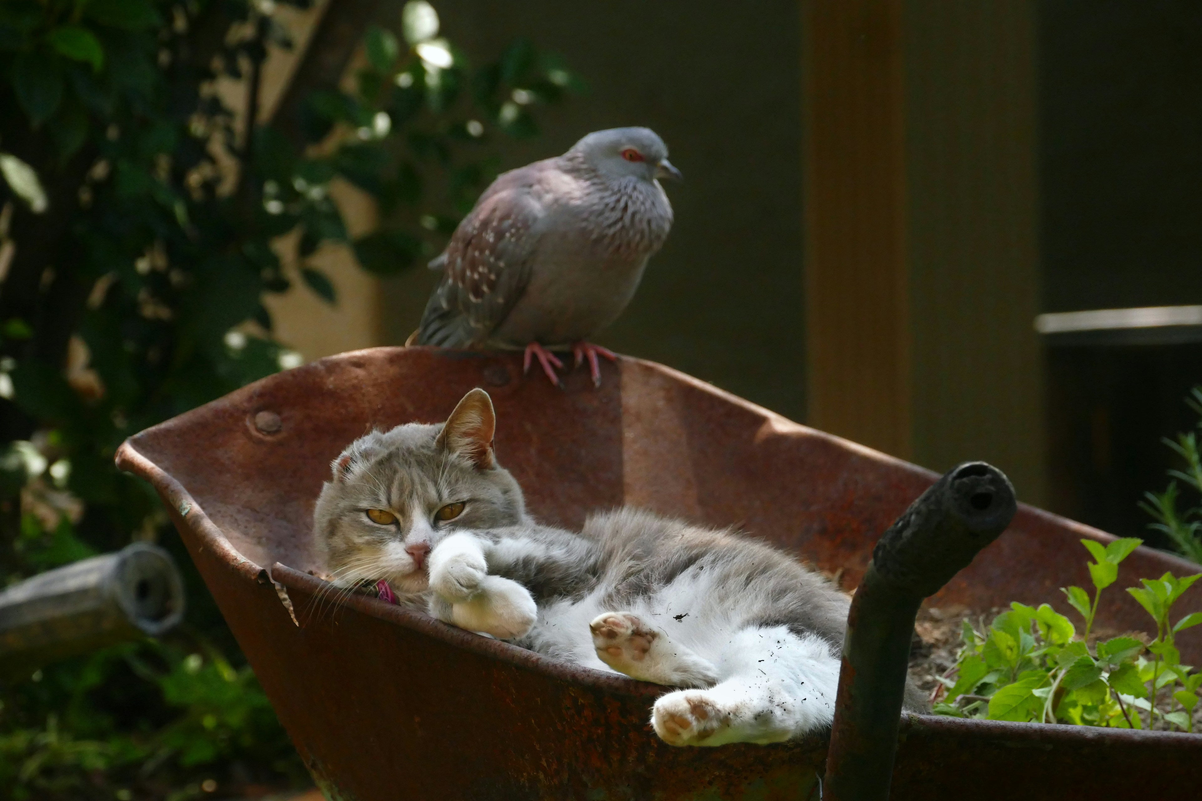 Pets