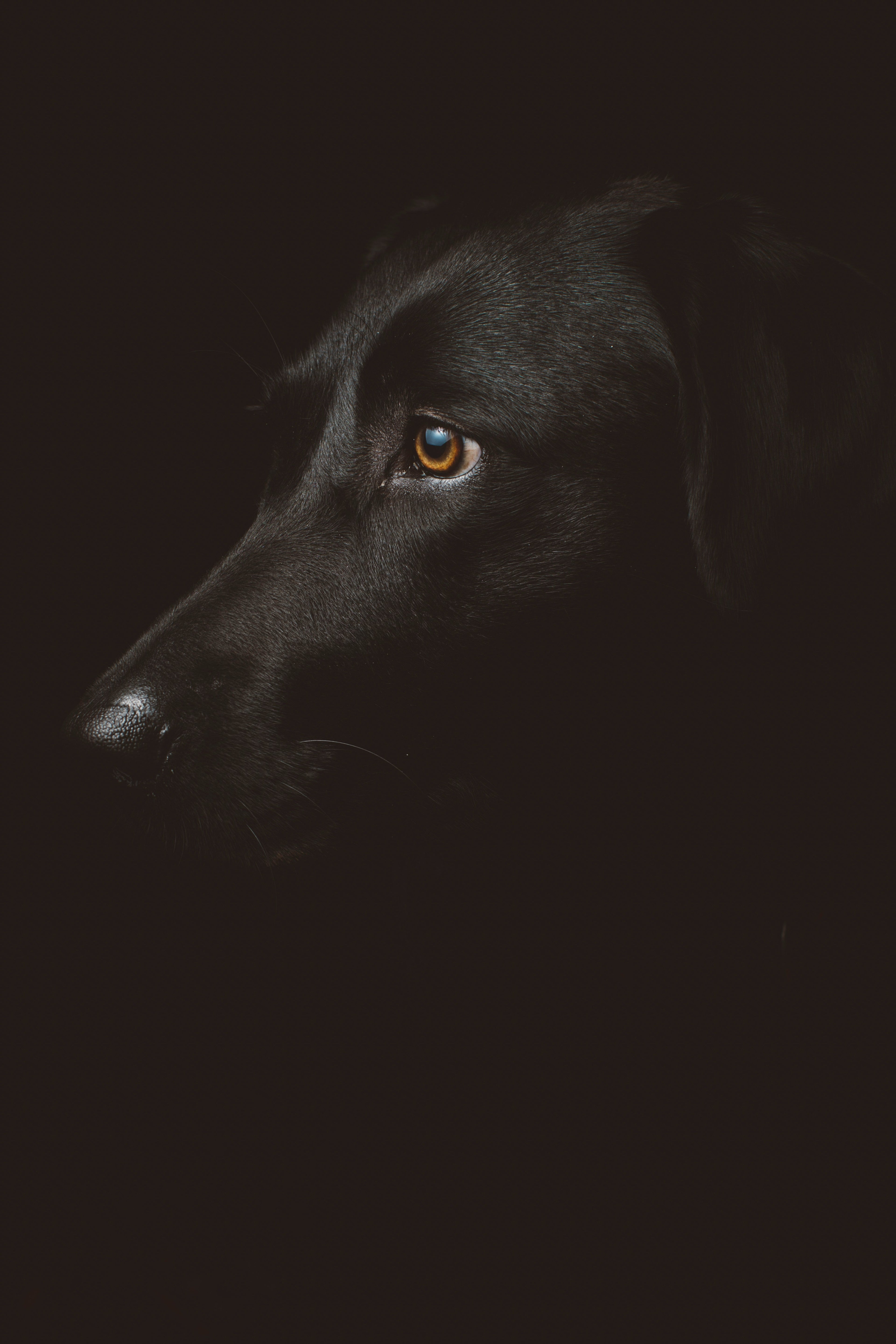 Dogs