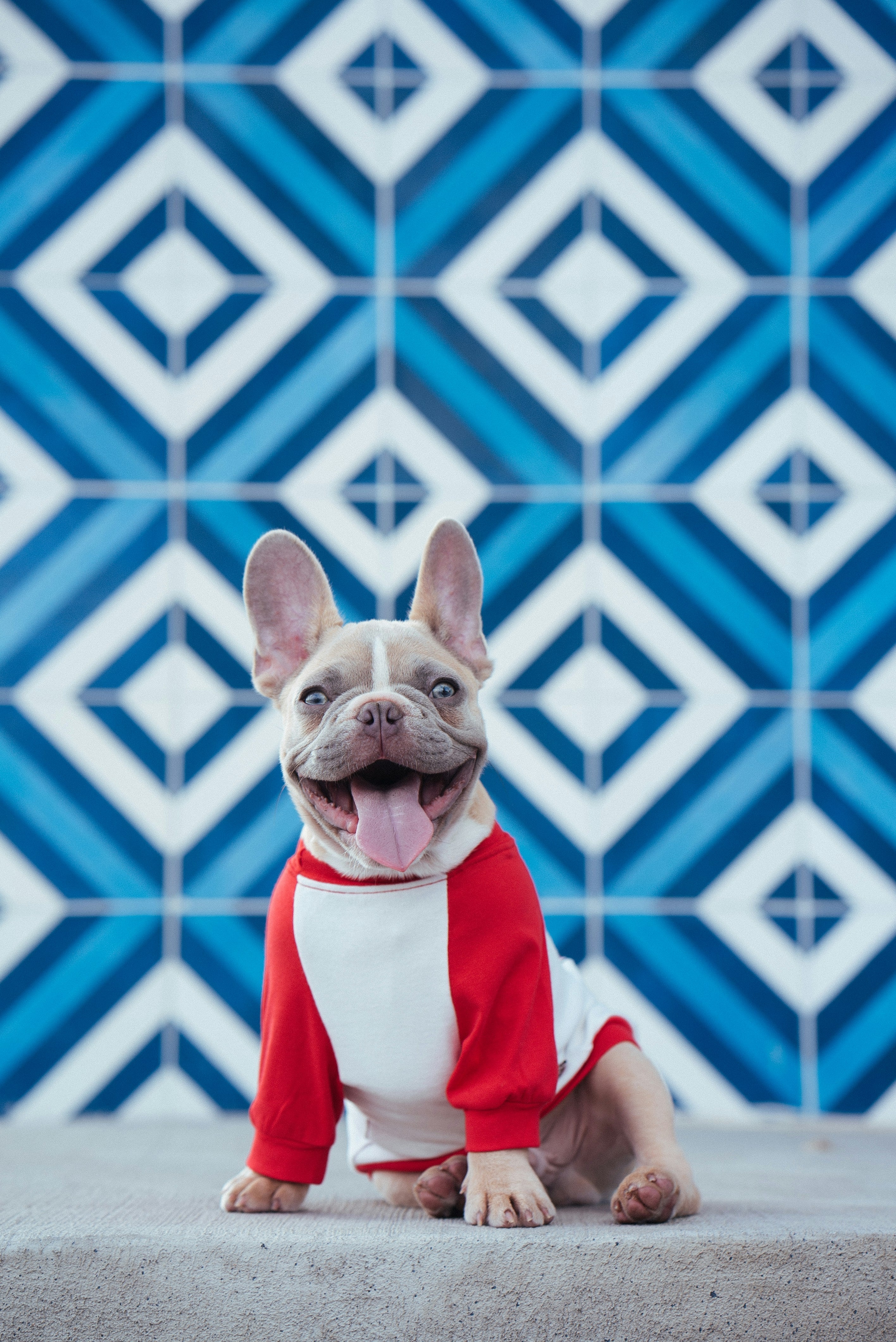 Pet Apparels