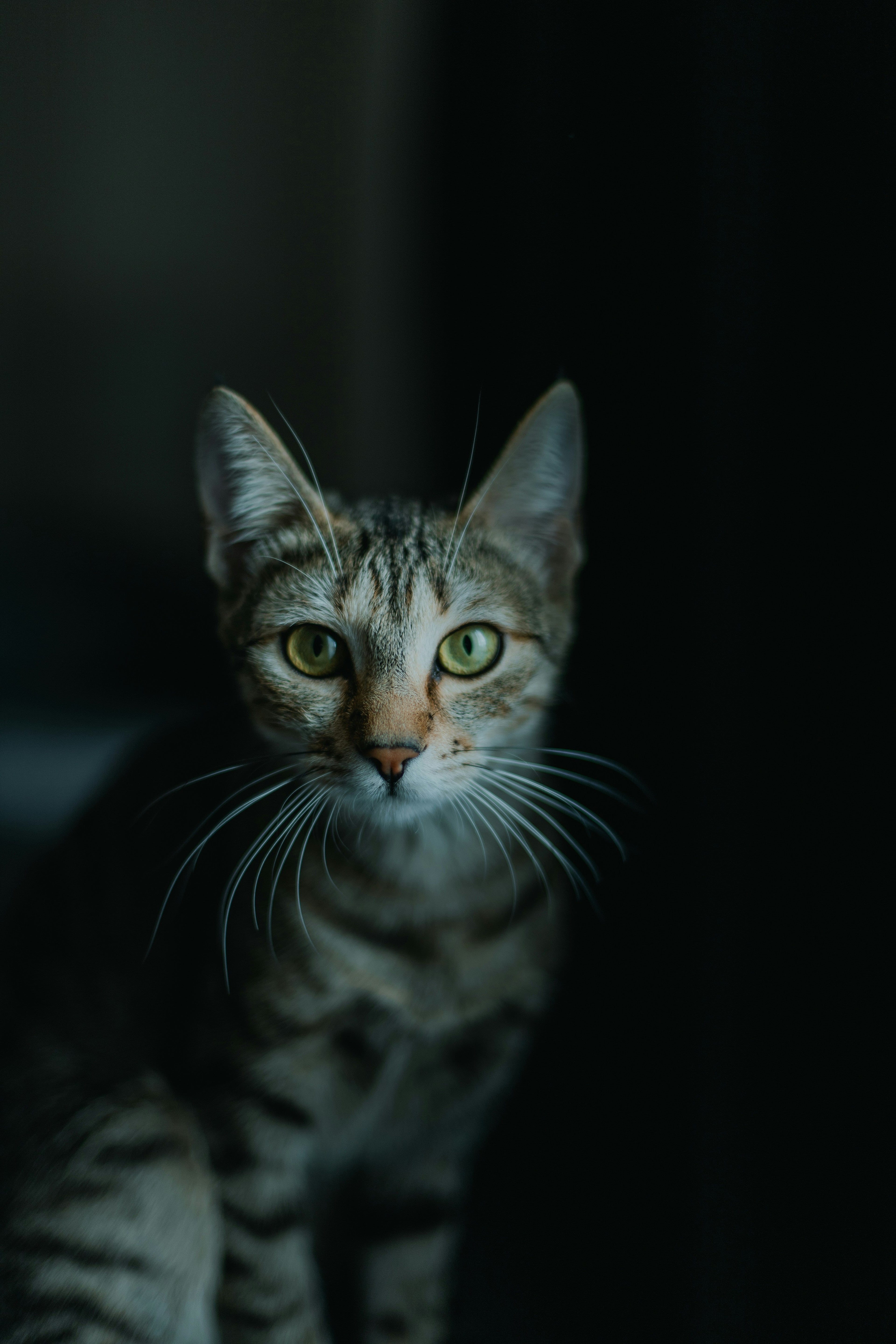 Cats
