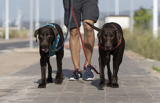 Harness, Collars and Leashes